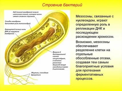 Бактерии и биогенные вещества играют роль