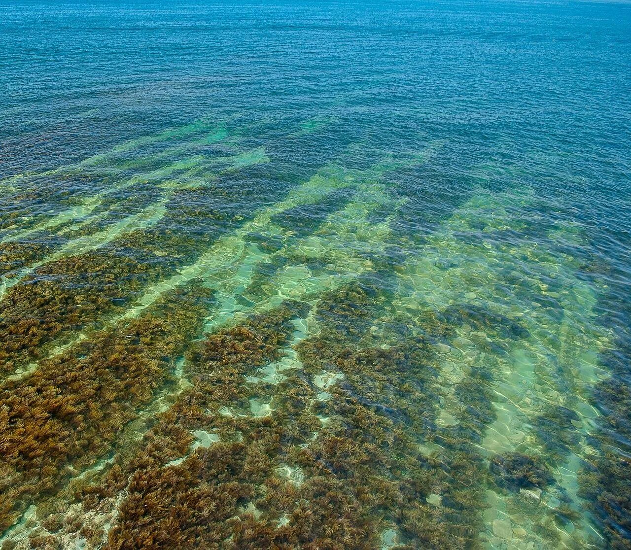 Ламинария в холодных морях. Лауренсия водоросль чёрное море. Про ламинарию чёрного моря водоросли. Бурые водоросли черного моря. Саргасса бурая водоросль.