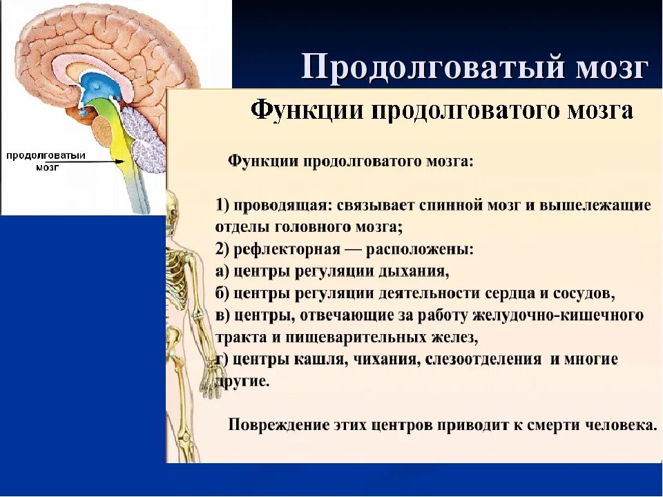 Функции продолговатого мозга 8 класс биология