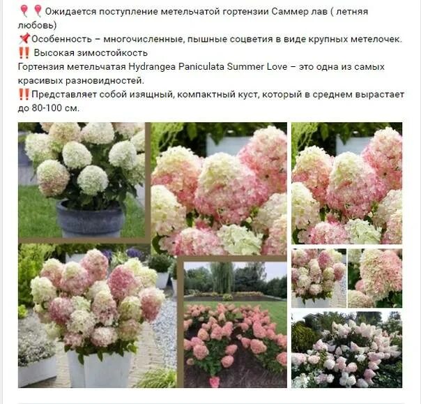 Купить саженцы Гортензия метельчатая "Summer Love" (Саммер Лав) Питомник растени