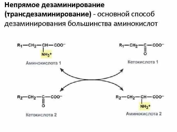 Непрямое окислительное дезаминирование. Реакции непрямого окислительного дезаминирования. Реакция трансдезаминирование аминокислот. Непрямое окислительное дезаминирование аминокислот схема. Реакции непрямого окислительного дезаминирования аминокислот.