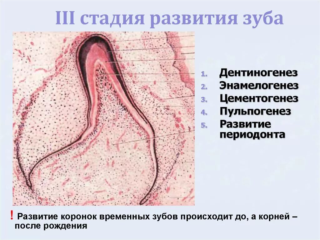 Стадии развития зуба. Периоды развития зубов гистология. Стадии развития зуба гистология. Ранняя стадия развития зуба.