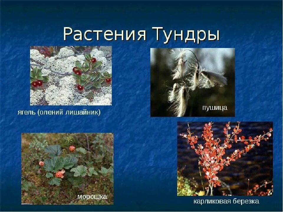 Ягель зона обитания. Лишайники в зоне арктических пустынь. Ягель окружающий мир 4 класс ягель. Растения тундры тундры 4 класс окружающий мир. В какой природной зоне обитает ягель.