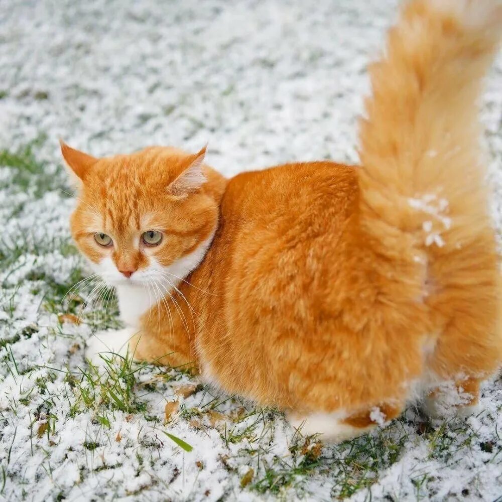 Включи рыжик. Сибирский гладкошерстный рыжий кот. Сибирская кошка рыжая короткошерстная. Шотландская Лесная кошка рыжая. Рыжая пушистая кошка.