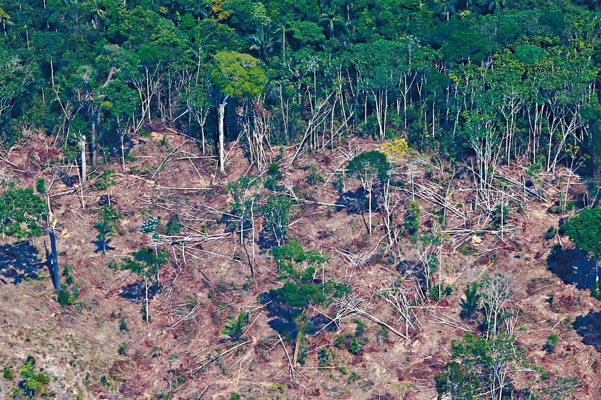 Обезлесивание. Обезлесение Бразилии. Атлантический лес Бразилии. Вырубка тропических лесов в Бразилии. Вырубка леса в Амазонии.