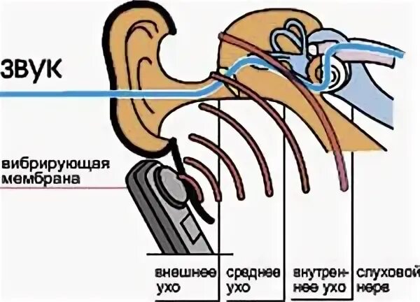 Вибрация звук слушать. Вибрации звуков. Вибрирующий звук. Вибрация звук сильная. Жуки вибрирующие.