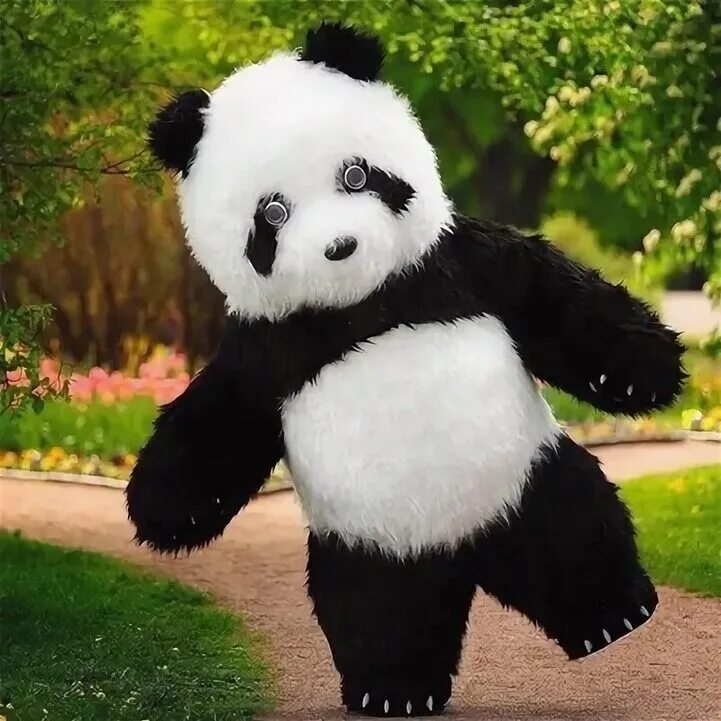 Panda 0