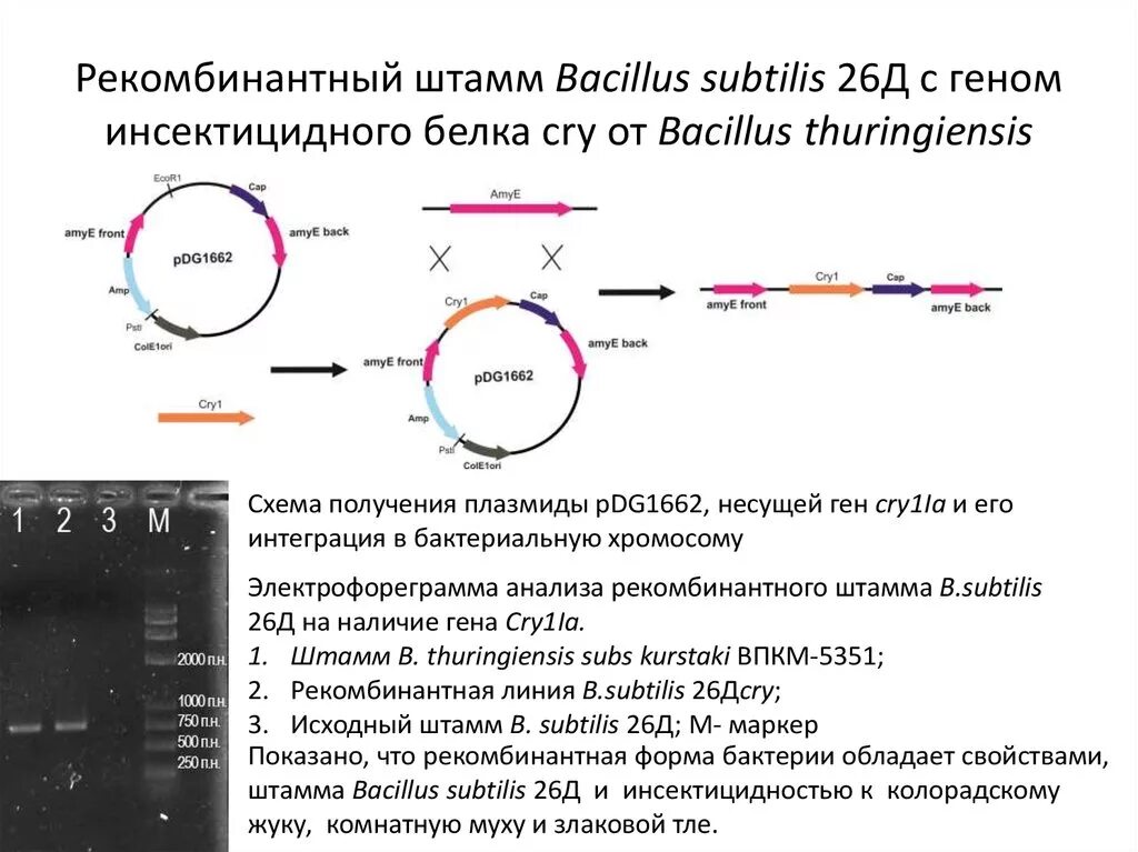 Аллерген рекомбинантный. Геном Bacillus subtilis. Бактерии Bacillus subtilis. Bacillus subtilis 26д препараты. Рекомбинантные штаммы микроорганизмов.