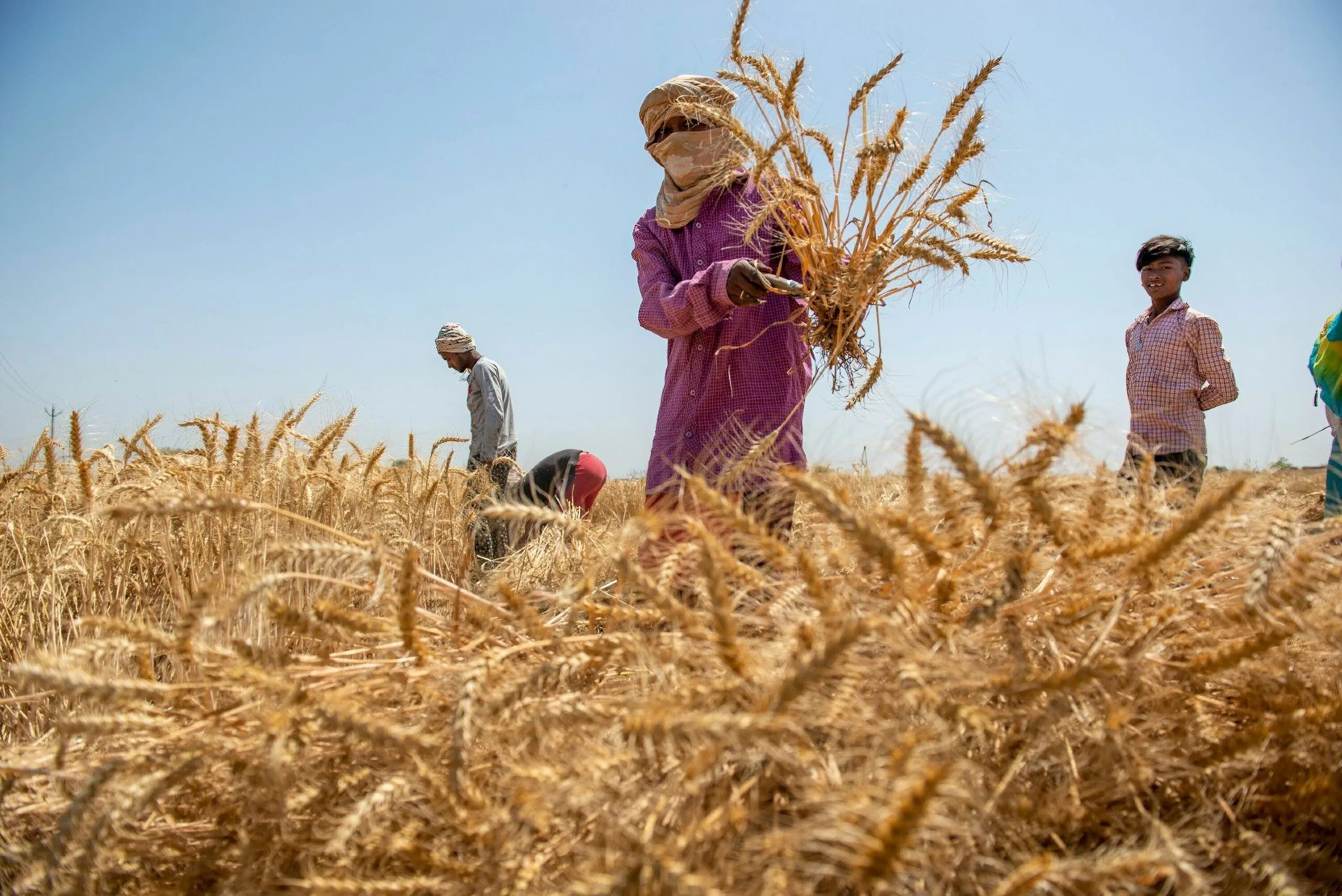 In northern india they harvest their wheat. Покупатели пшеницы. Пшеница семья в национальных. Диджитал в сельском хозяйстве. Индийские фермеры раскладываю колосья на дорогах.