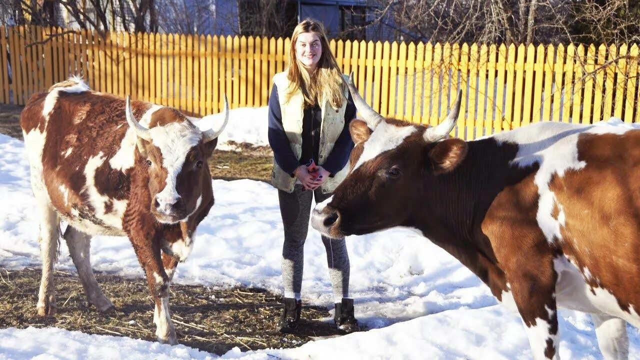 Корова зимой. Кормление скота зимой в селе. Сена корове на зиму. Корова сено зима. Коровы сколько надо сена