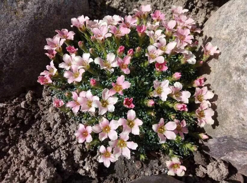 Камнеломка цветок садовый многолетний фото. Камнеломка. Камнеломка Арендса Schneeteppich. Камнеломка туполистная.