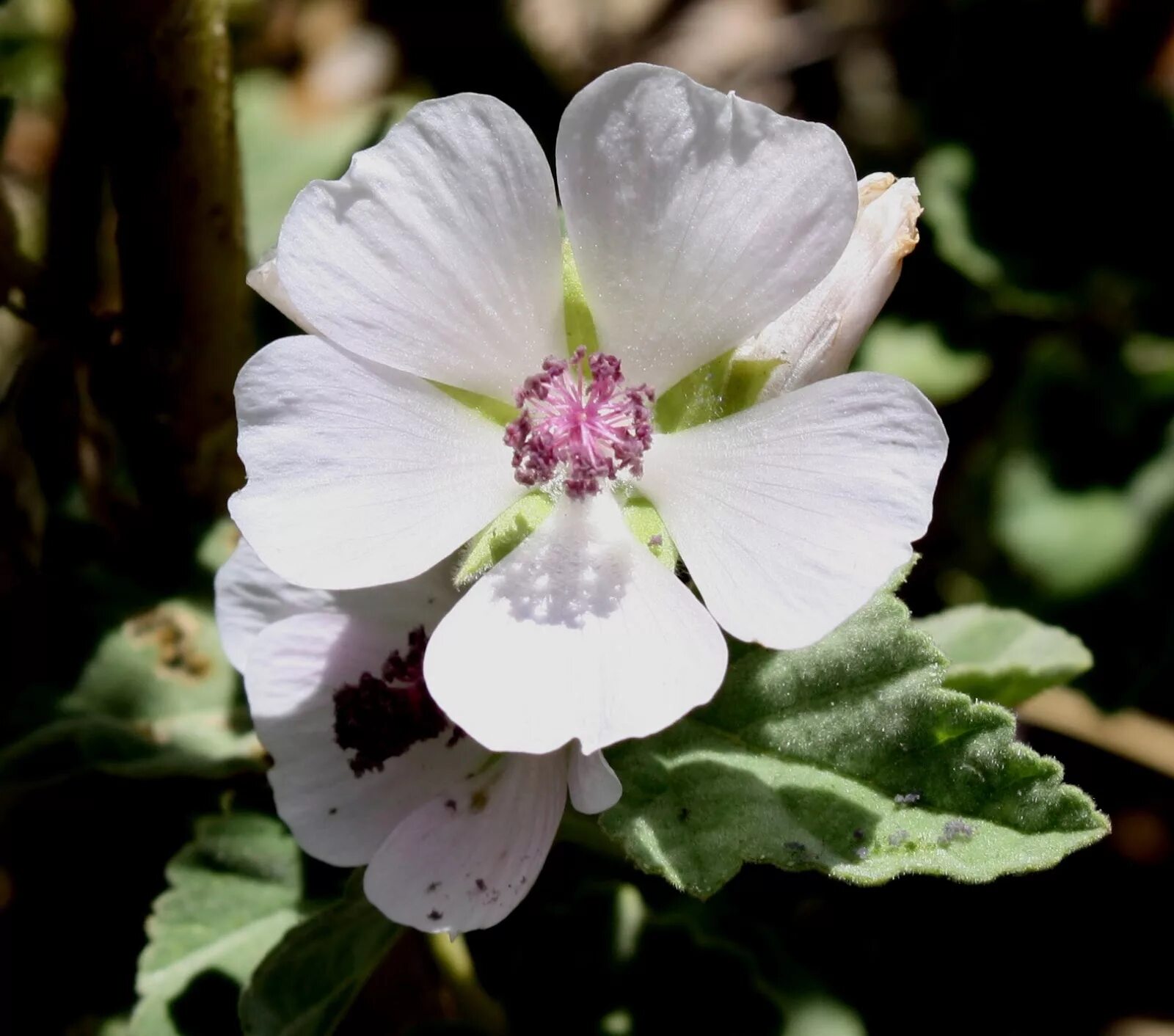 Алтей латынь. Алтей бруссонециелистный. Алтей армянский (Althaea armeniaca). Просвирник Алтей. Алтей лекарственный Мальва.