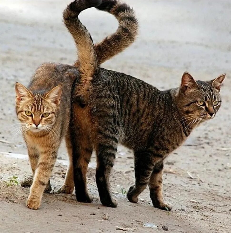 Коты ездят. Коты. Хвост кошки. Кошка с заданным хвостом. Кот с поднятым хвостом.