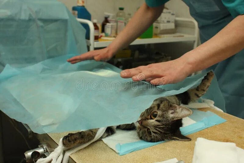 Хирургическая стерилизация кошек. Перед стерилизацией кошки не кормить