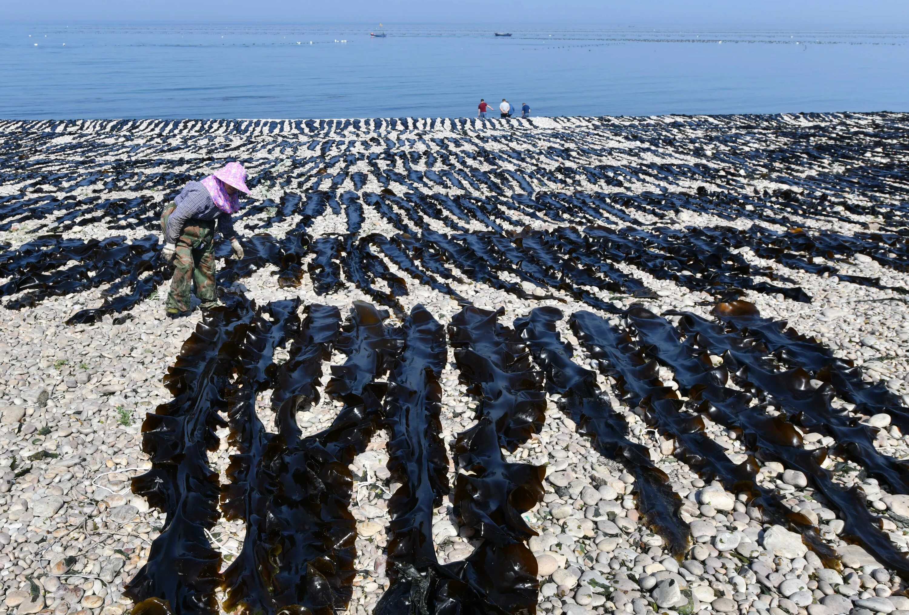 Ламинария морская капуста выращивание. Плантации ламинарии. Добыча водорослей. Плантации морской капусты.