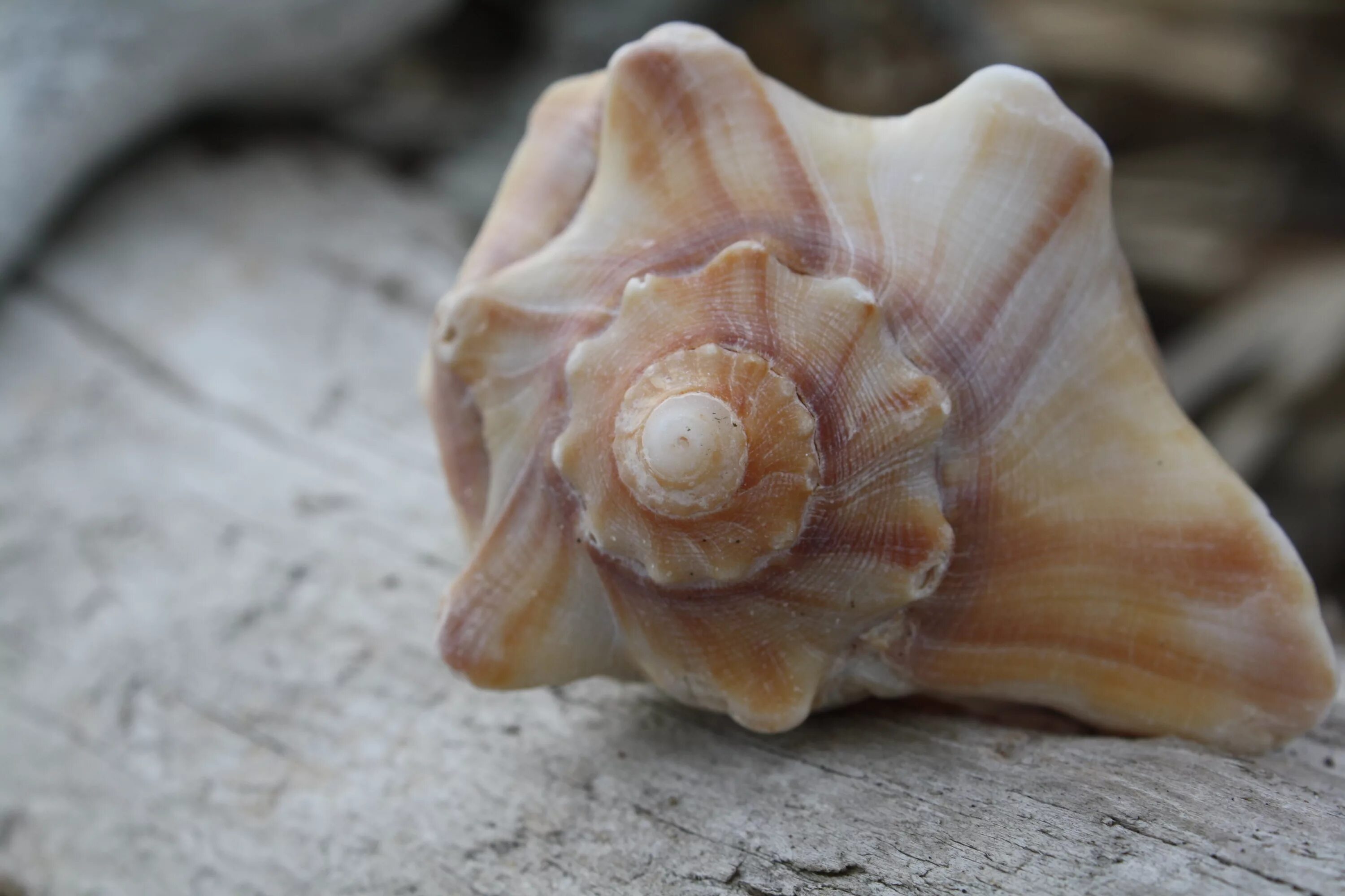 Морская жемчужница моллюск. Морской гребешок ракушка. Ракушки морские. Большая ракушка. Красивые ракушки.