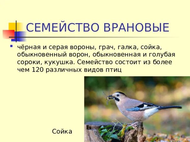 Птицы класс отряд семейство. Сорока отряд птиц. Сорочьи сойки врановые. Голубая сорока и Сойка. Систематика сойки.