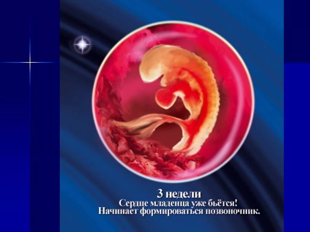 Беременность 3 недели после зачатия. Как выглядит зародыш ребёнка в 3 недели. Ребёнок на 3 неделе беременности. Ребёнок на 3 нелели беременности.