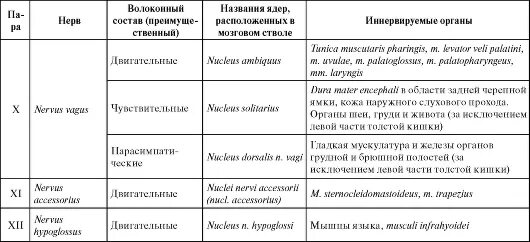 Иннервация черепных нервов