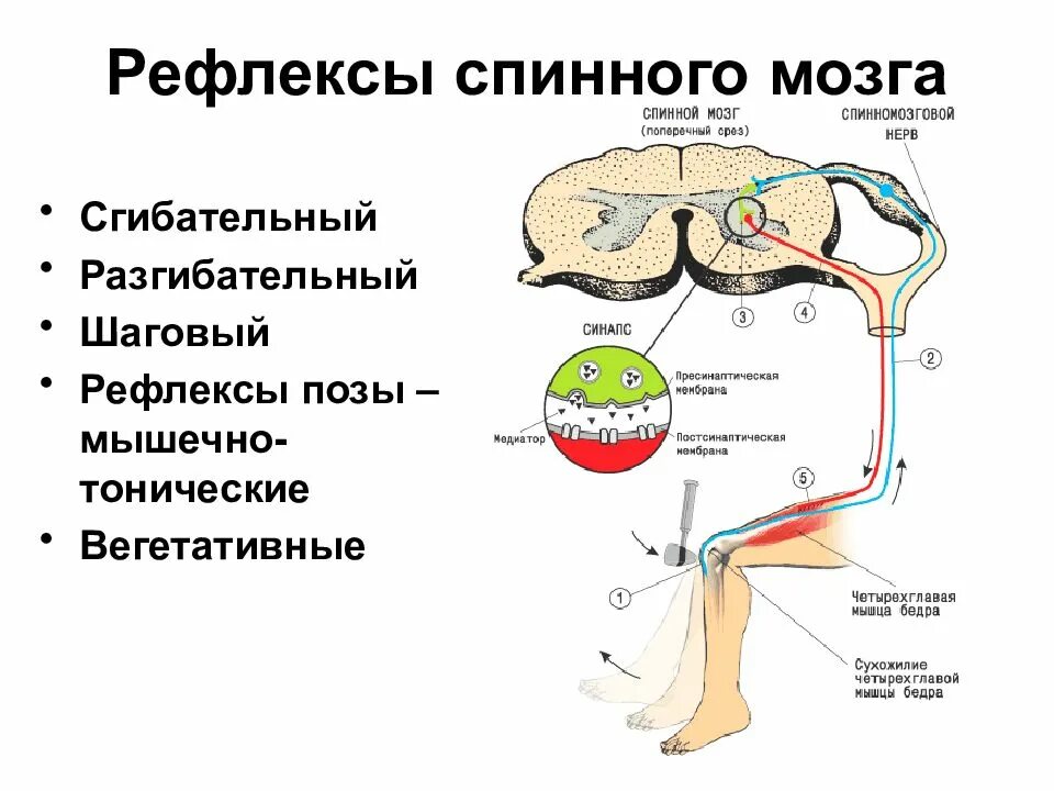 Рефлексы головного мозга примеры. Центры рефлекторной функции спинного мозга. Рефлекторная деятельность спинного мозга. Рефлекторная функция спинного мозга физиология. Рефлекторная функция отделов спинного мозга.