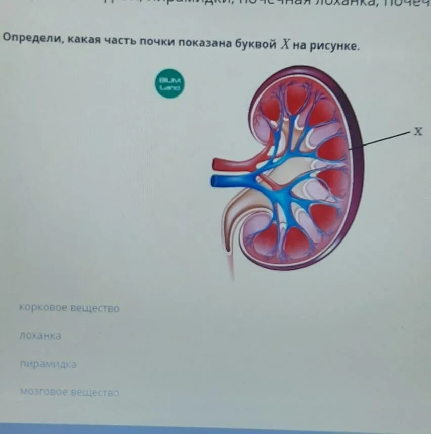 На рисунке 2 изображено строение почки. Части почки. Определите части почки. Какая почка изображена на рисунке. Почечная лоханка рисунок.