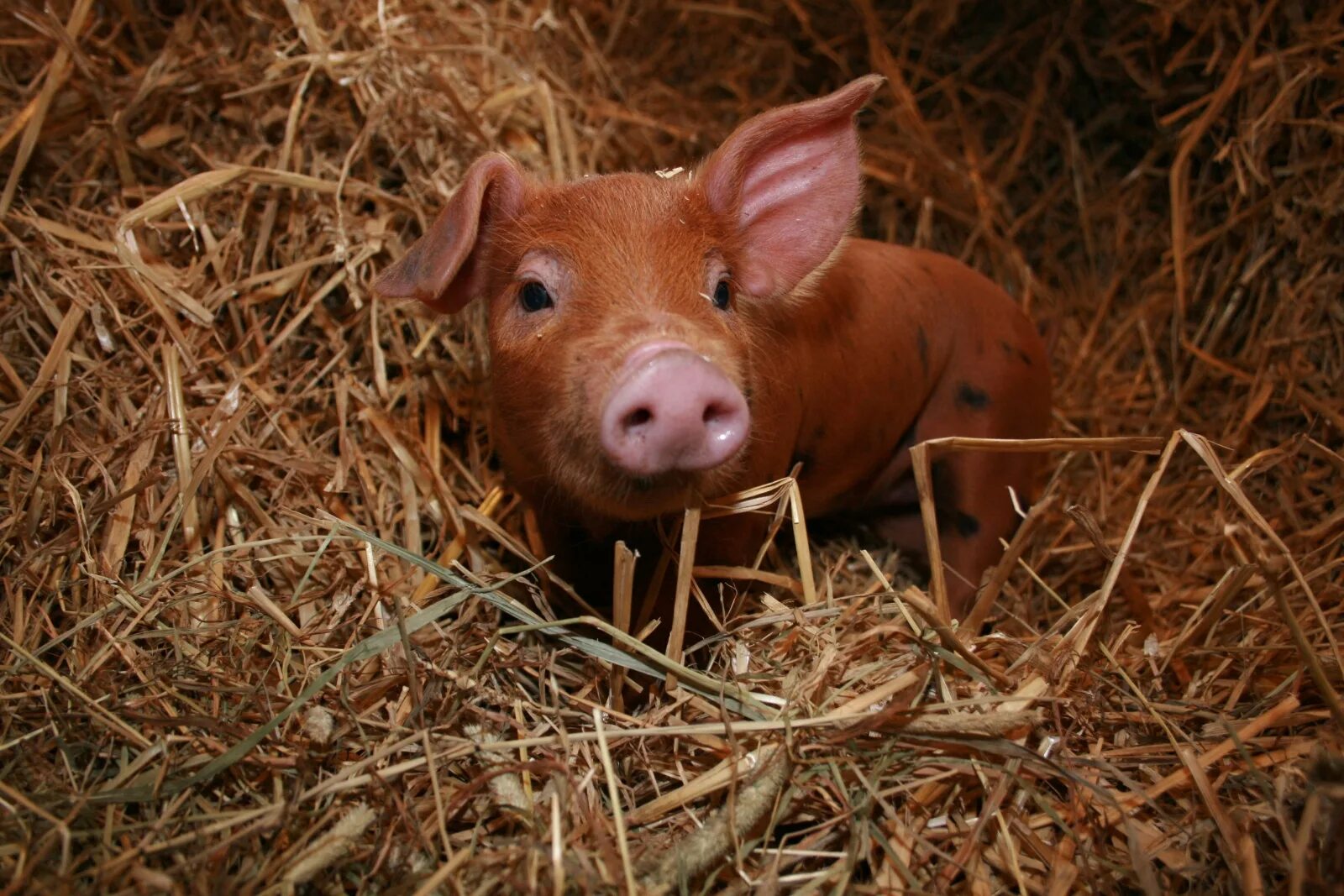 Поросенок. Свинья. Рыжая свинья. Рыжий поросенок. Pig свинья