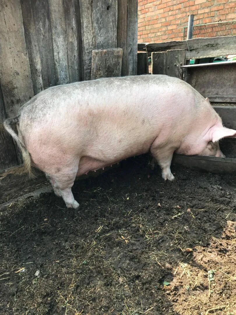 Свины мсная. Продам свинью живым весом. Свинья мясной породы без сала. Купить свинину живым весом