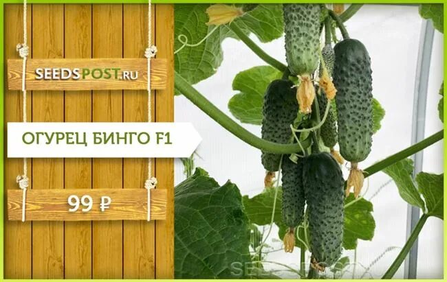 Семена огурцов бинго. Огурец бинго семена. Огурец бинго партнер. Огурцы бинго f1. Огурец партенокарпический бинго f1.