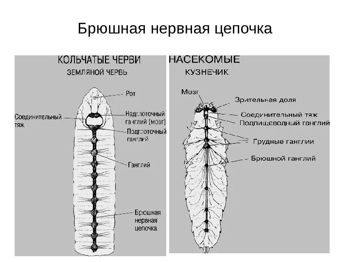 Строение нервной системы кольчатых червей. У кого есть брюшная нервная цепочка. Нервная система в виде брюшной нервной Цепочки. Нервная система типа «брюшной нервной Цепочки» встречается.