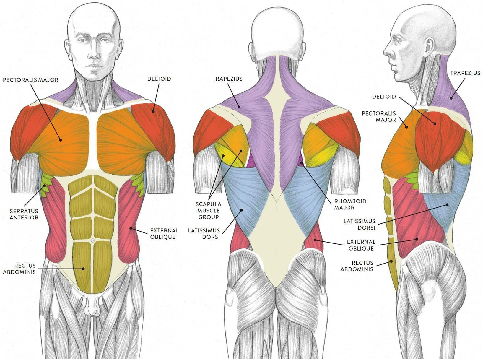 Передняя часть человека. Мышцы торса человека анатомия. Мышцы торса спереди.
