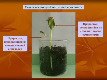 Набухание семян при прорастании