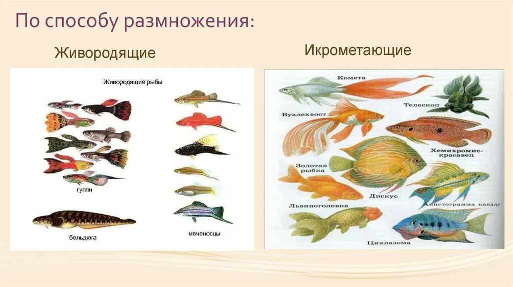 Планирование средняя рыбы. Аквариумные рыбки презентация для дошкольников. Презентация рыбки в аквариуме для дошкольников. Аквариумные рыбки презентация 6 класс 8 вид. Беседа аквариумные рыбки в подготовительной группе.