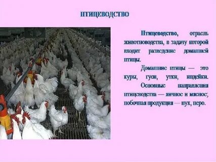 Птицеводство 4 класс