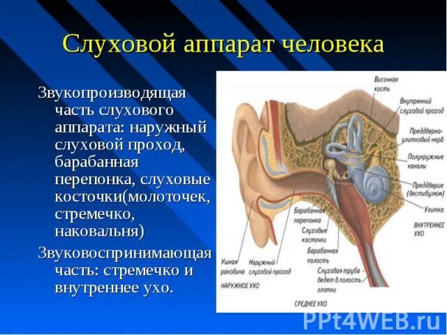 Слуховая косточка в ухе 9 букв. Слуховой проход барабанная перепонка слуховые косточки. Ухо молоточек и наковальня стремечко. Звуковоспринимающий аппарат уха. Слуховой проход строение.