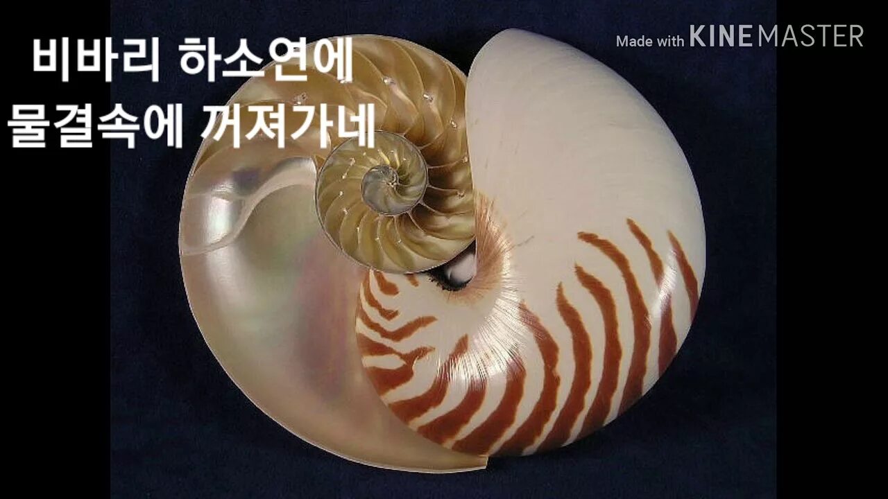 Наутилус шар цвета. Раковина моллюска Nautilus Pompilius. Наутилус Помпилиус Ракушка. Наутилус Помпилиус раковина. Раковина Наутилус окаменелость.