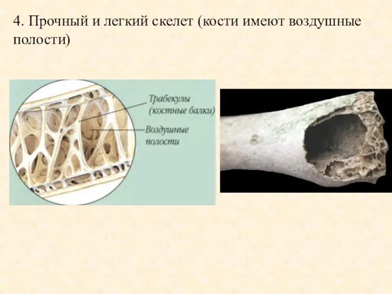 Легкие полые кости птиц