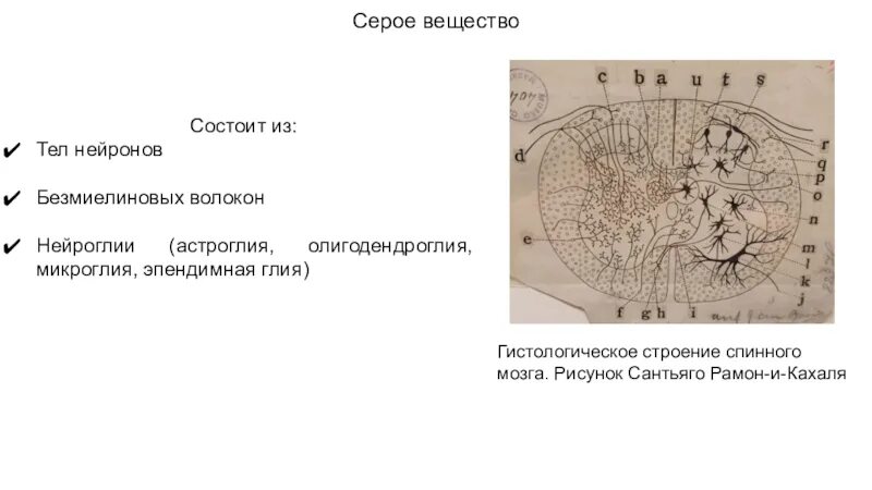 Астроглия выполняет функции. Центральная астроглия. Эпендимная глия структура и функции. Астроглия функции. Типы клеток цнс.
