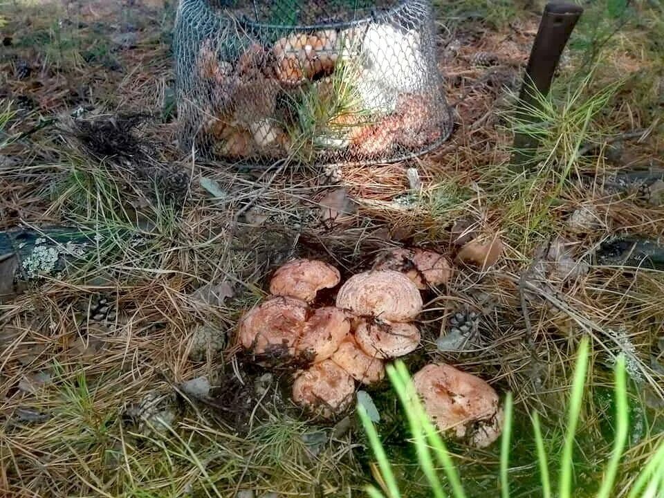 Заболел грибом. Болезни грибов лесных. Заболели грибами дойсни. Знатный урожай рыжиков был в этом году.