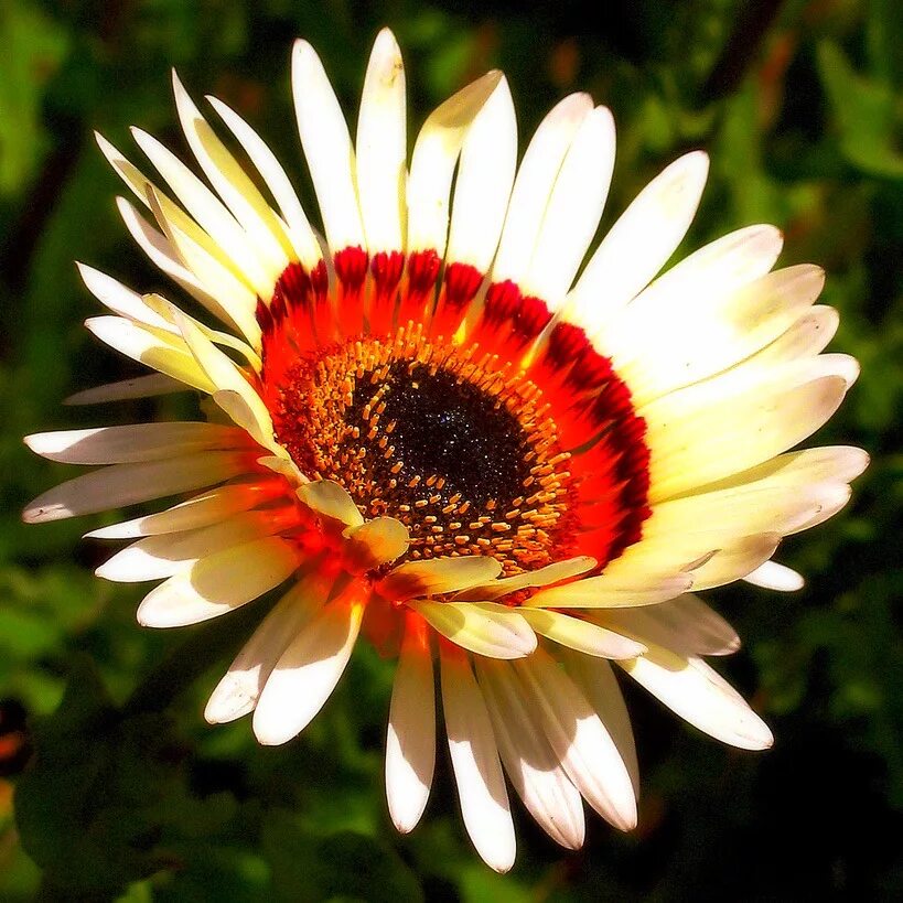 арктотис арлекин. арктотис гибридный арлекин. арктотис короткостебельный. цветы арктотис. арктотис гибридный арлекин.