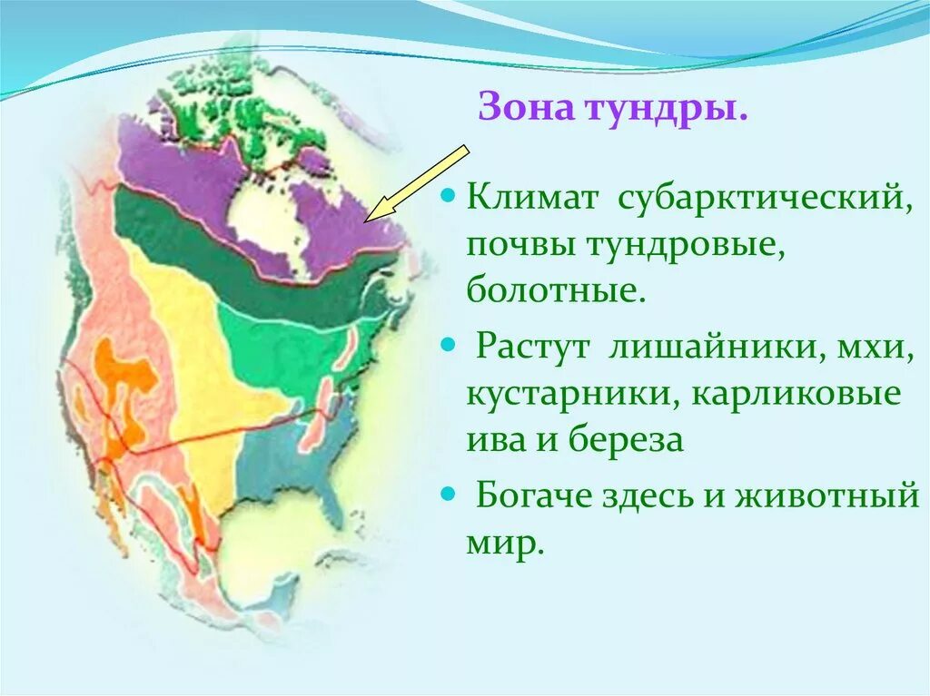 Презентация природные зоны северной америки 7. Природные зоны Северной Америки 7 класс. Зоны Северной Америки 7 класс. Карта природных зон Северной Америки. Климатические зоны Северной Америки.