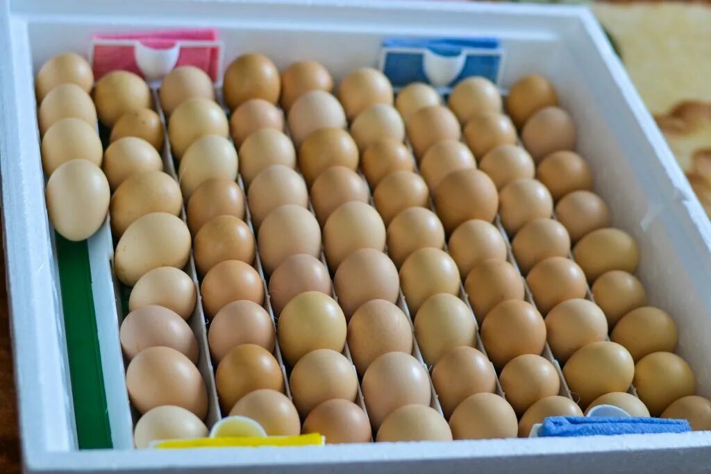 Инкубационное яйцо. Инкубатор для яиц. Куриные яйца в инкубаторе. Яйца куриные инкубационные. Куплю яйца кур для инкубатора