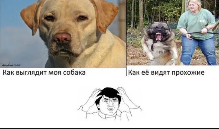 Не было видно никаких. Как видят мою собаку. Мемы на русском. Как видят прохожие мою собаку. Как я вижу свою собаку.
