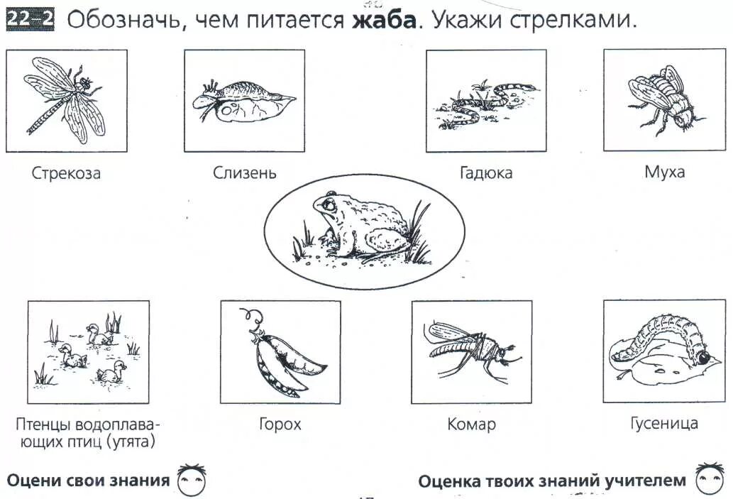 Земноводные задания для дошкольников. Насекомые задания для дошкольников. Задания про земноводных. Земноводные и пресмыкающиеся задания для дошкольников.