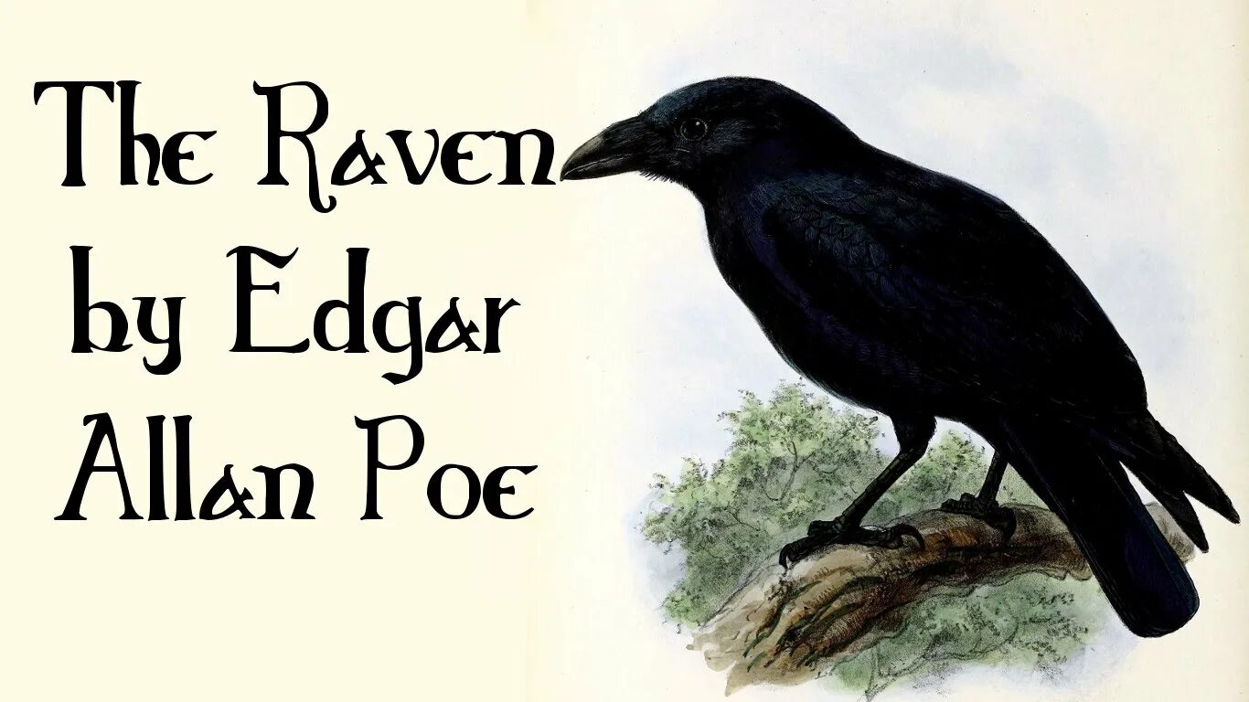 The ravens are the unique. Raven Nevermore. The Raven Edgar Allan POE.