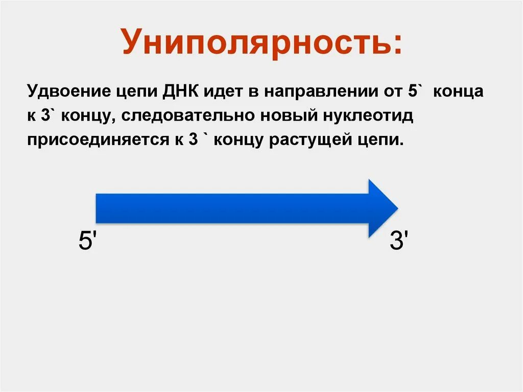 Принципы репликации Униполярность. Униполярность ДНК это. Принципы репликации ДНК Униполярность. Принцип униполярности. Следовательно подобный