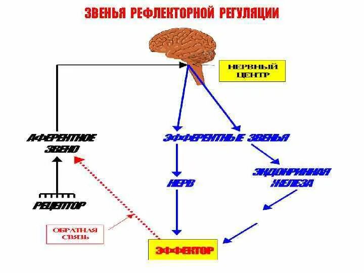 Рефлекс 4 звена. Звенья рефлекса 3 класс. Простыми словами. Схема рефлекторной дуги соматического и вегетативного рефлексов. Компоненты рефлекторной дуги соматического рефлекса.