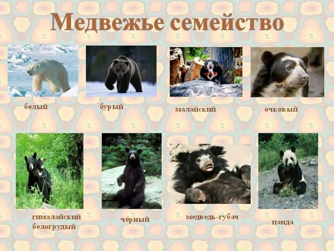 Ursidae (bear) illustrations (9) Images :: Behance