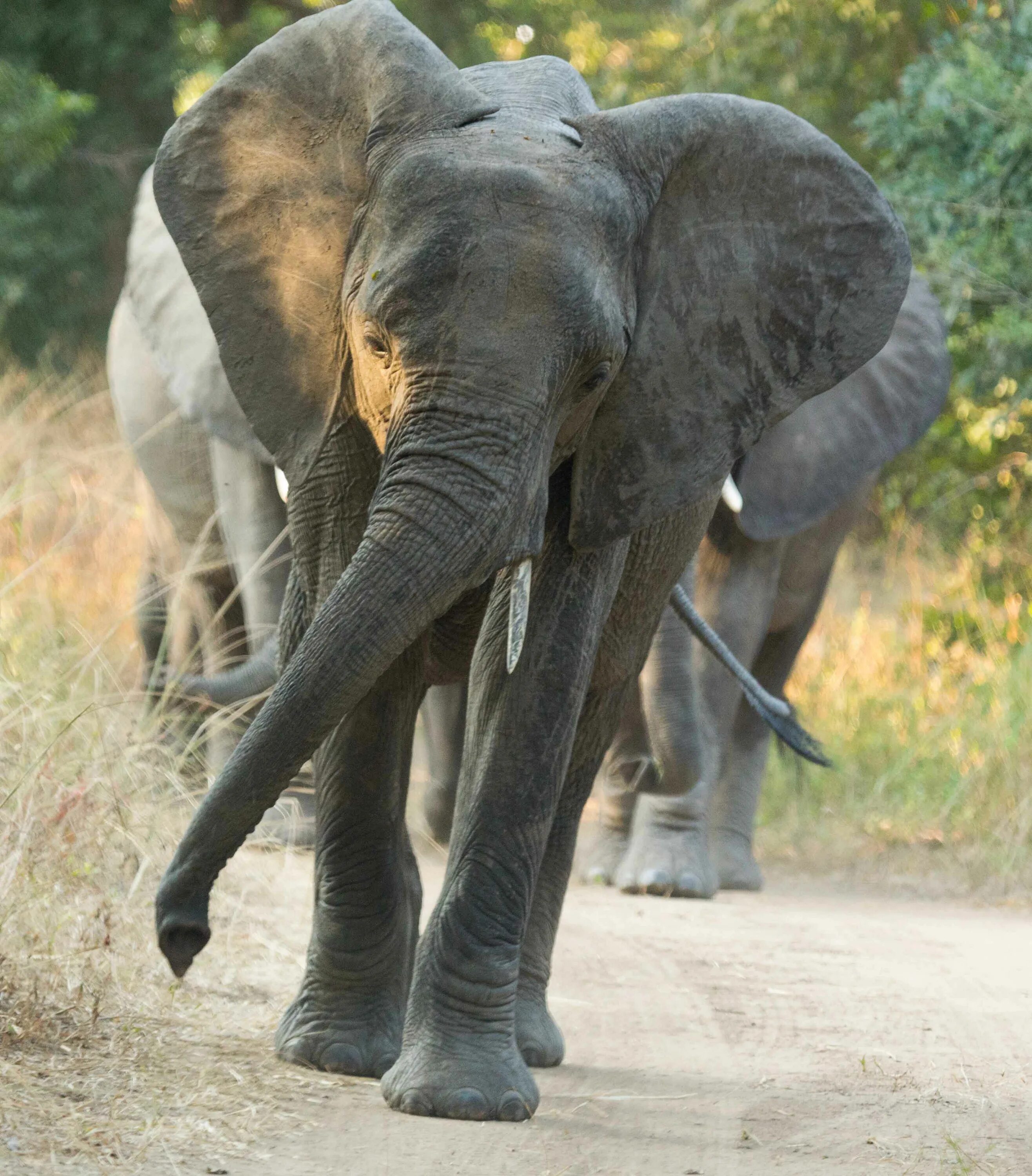 Слон бежит. Орудийная деятельность слонов. Бегают ли слоны. An elephant can run