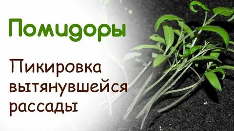 Сколько листов пикировать помидоры