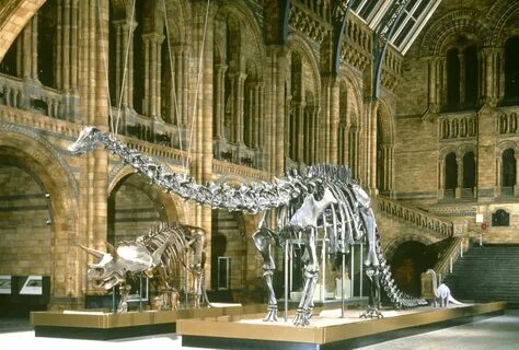 Natural history